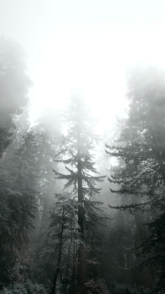 Redwood National Park in a mist, California USA mobile phone wallpaper