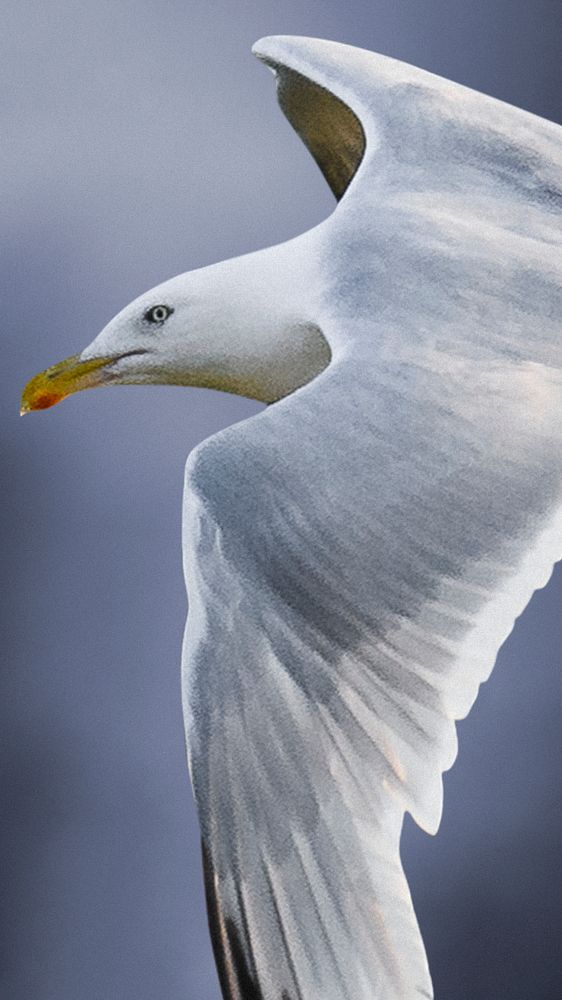 Closeup of a flying seagull mobile phone wallpaper