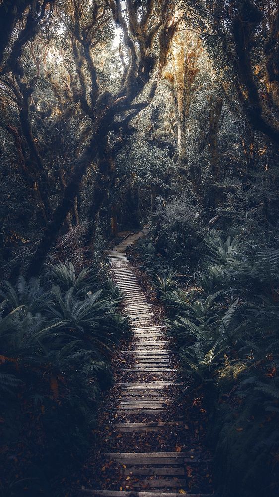 Pathway in New Zealand tropical jungle mobile phone wallpaper