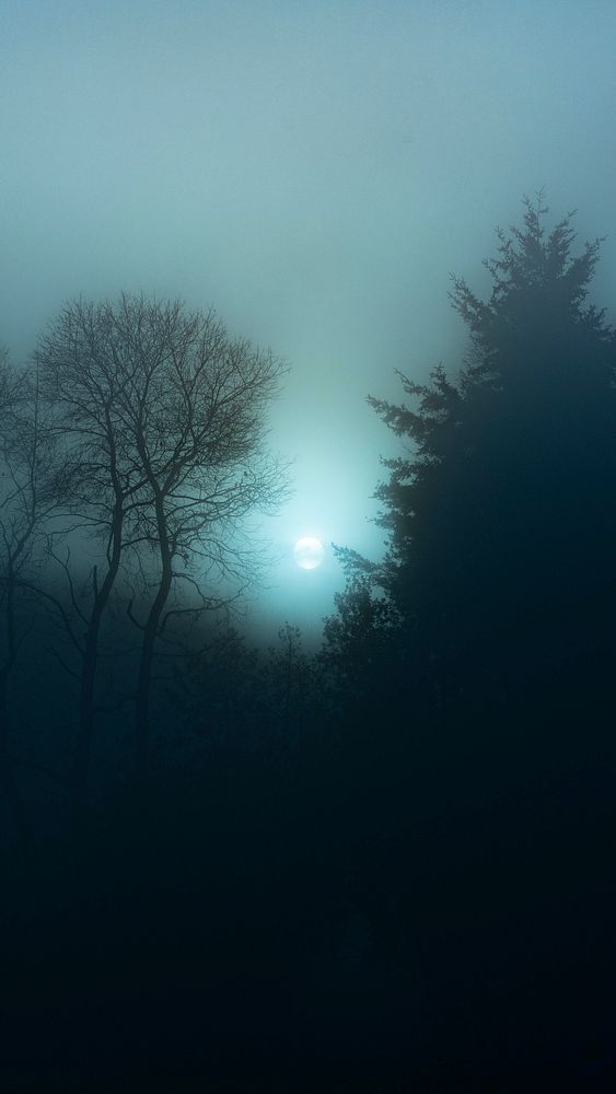 Mobile wallpaper, misty forest phone background, night time