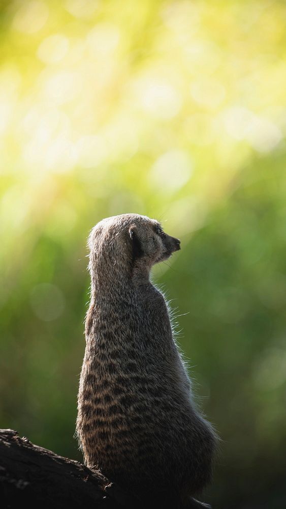 Animal phone wallpaper background, meerkat in the woods