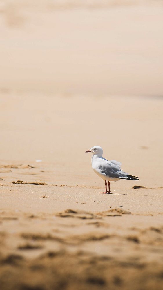 Animal phone wallpaper background, seagull at the beach