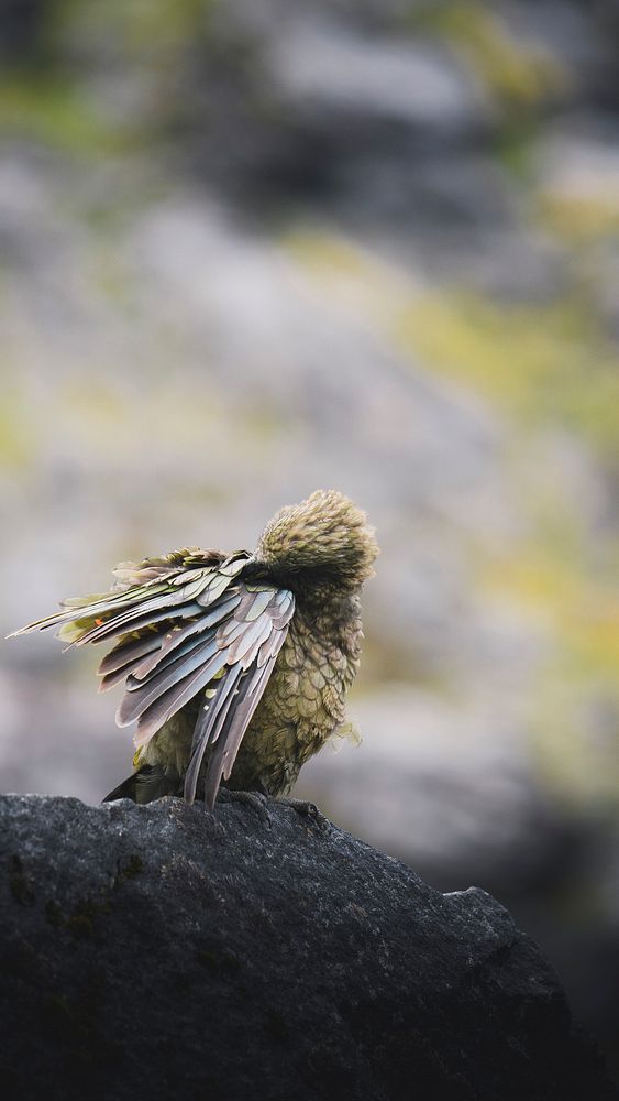 Animal phone wallpaper background, kea bird on a rock macro shot