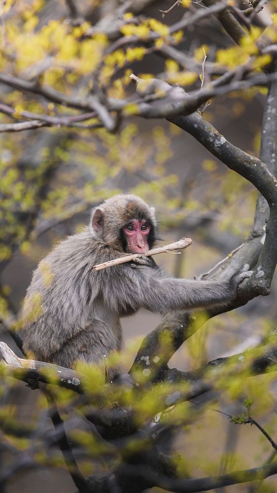 Nature phone wallpaper background, Japanese macaque on a tree in Arashiyama, Kyoto, Japan