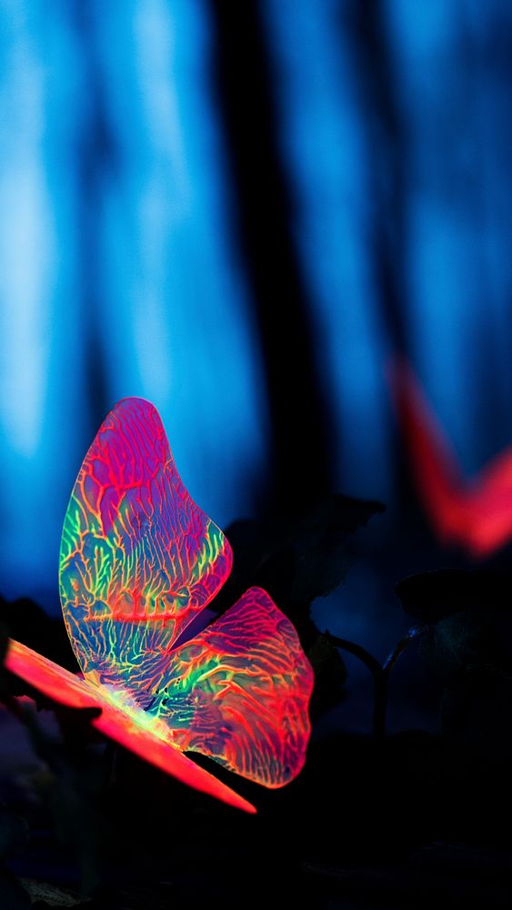 Glowing butterfly phone wallpaper background, HD aesthetic nature photo