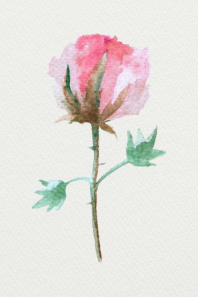 Colorful watercolor natural flower illustration