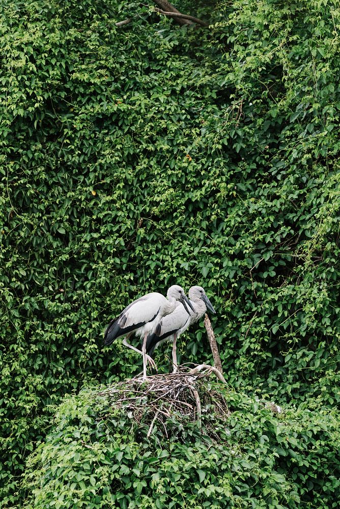 Storks on a lush nest surrounded with greenery