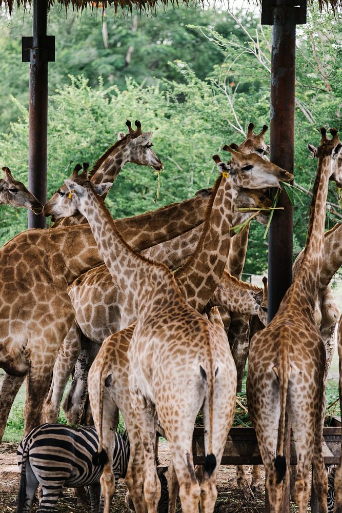 A group of giraffes in an outdoor zoo
