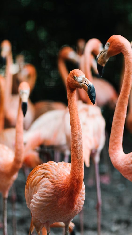 Animal mobile wallpaper background, flamingo gathered around