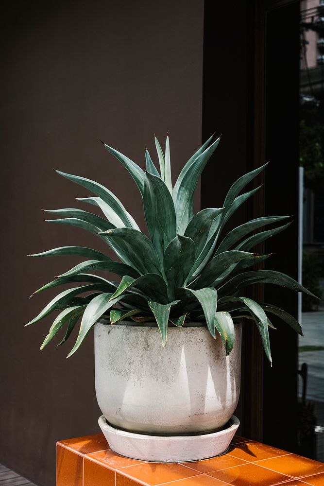 White plant pot display outdoors