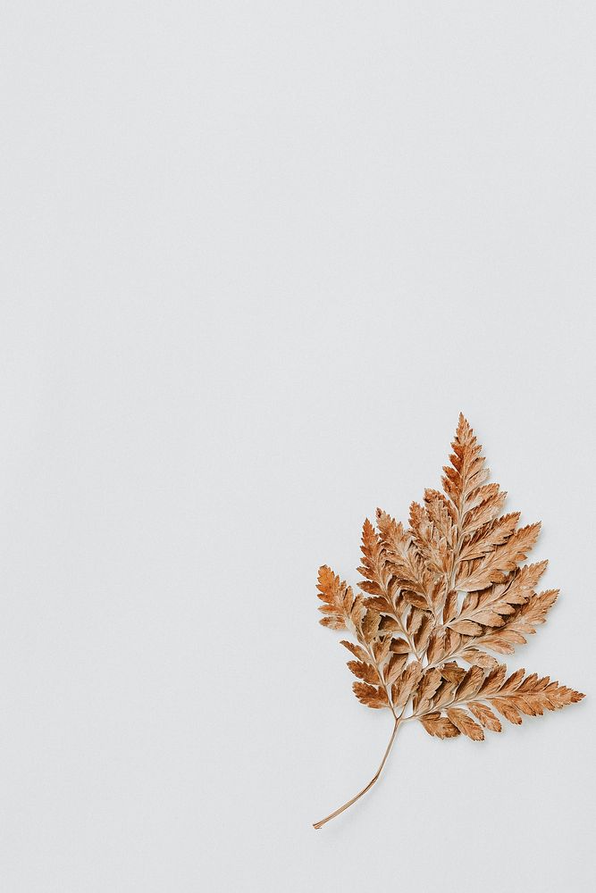 Dried brown leaf on white paper