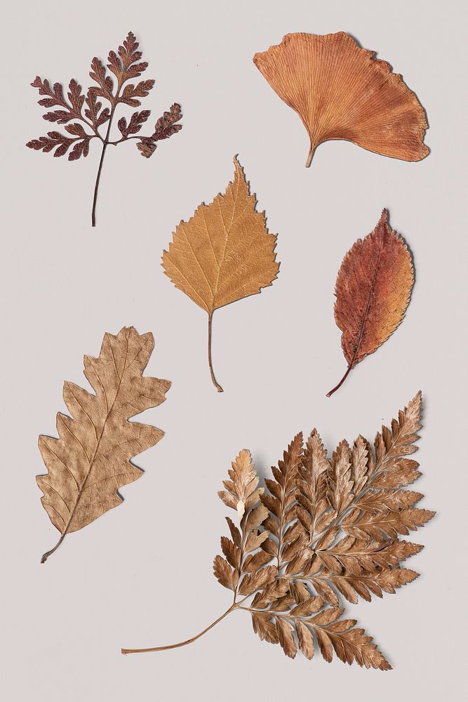 Dried leaves on white background collection