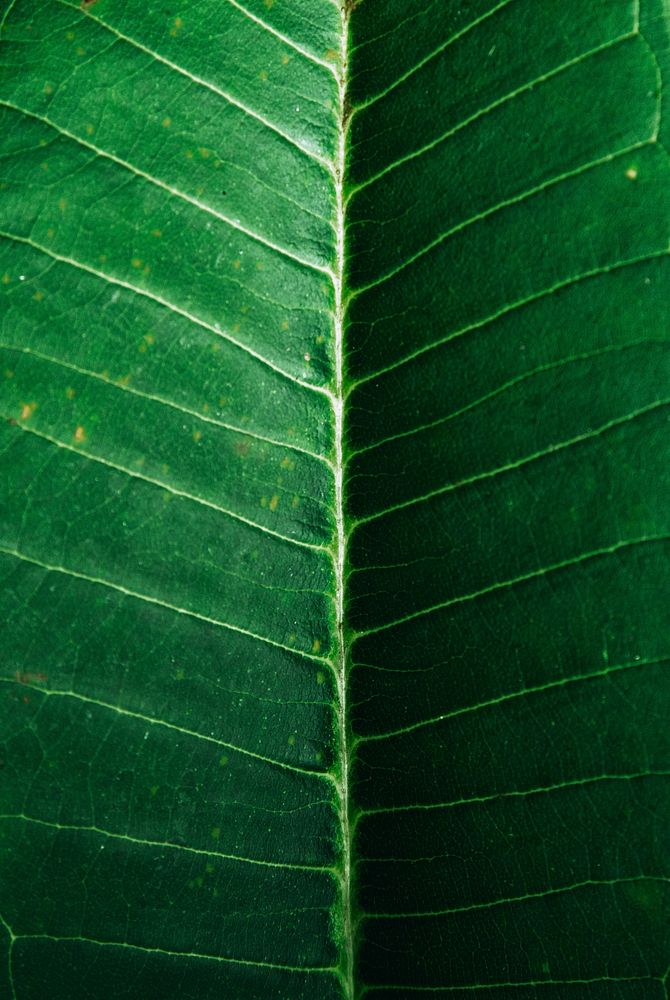 Macro shot of a leaf vein pattern