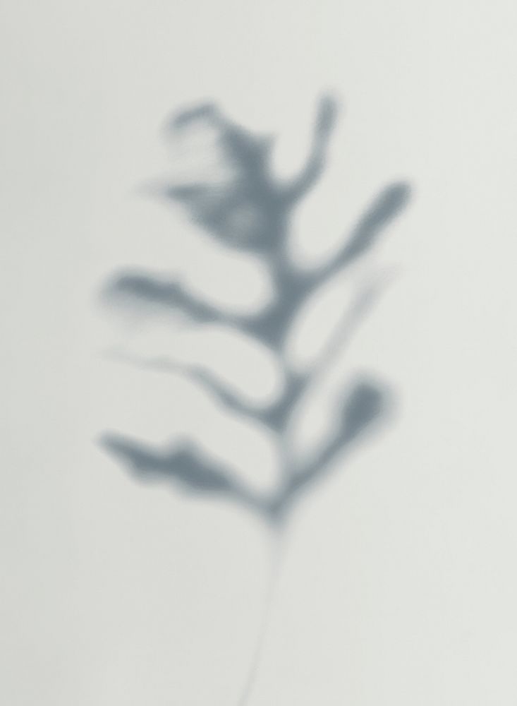 Shadow of leaves on a wall psd