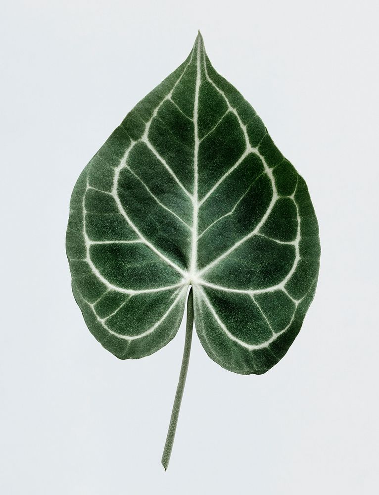 Alocasia  leaf on white background psd