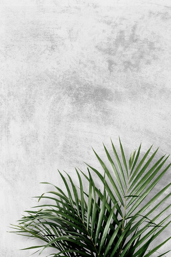 Areca palm on gray background psd