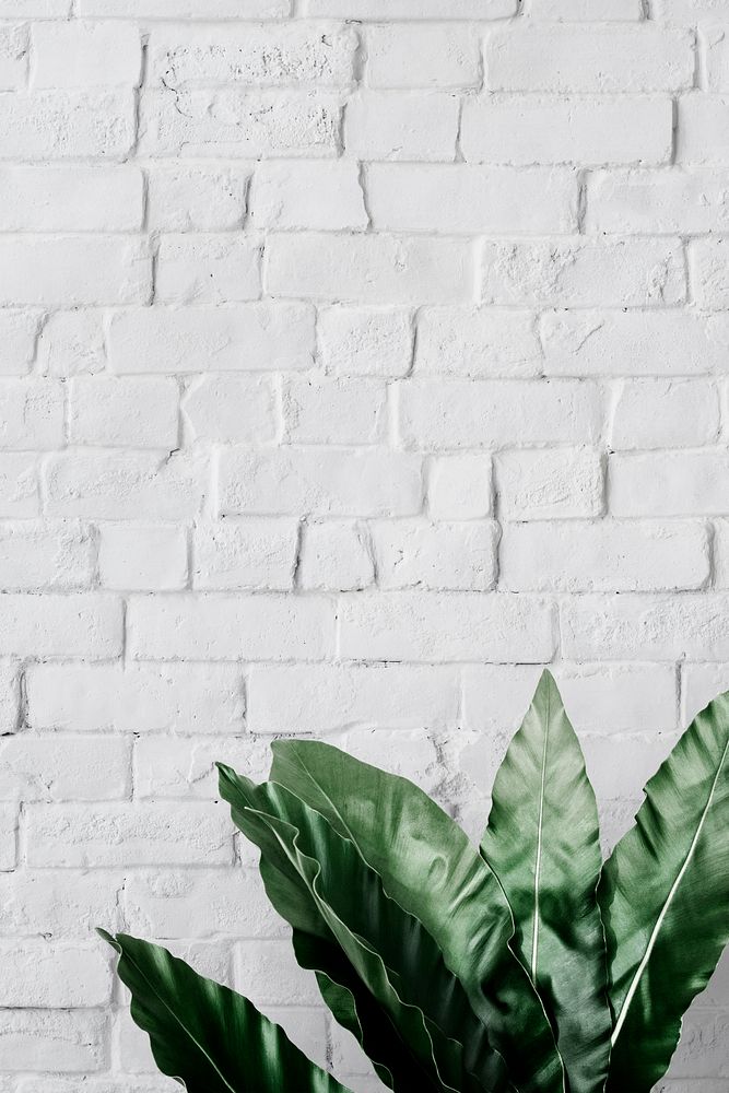Bird's-nest fern on white brick | Premium PSD - rawpixel