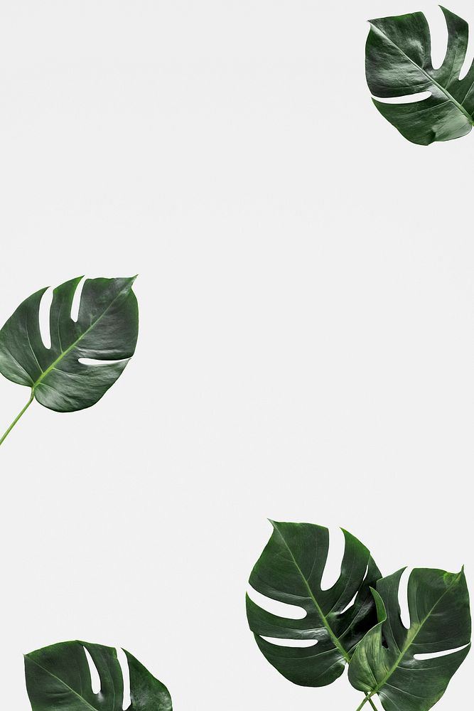 Split leaf philodendron on white background psd