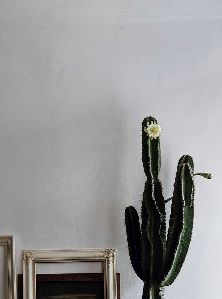 Cereus cactus by a frame