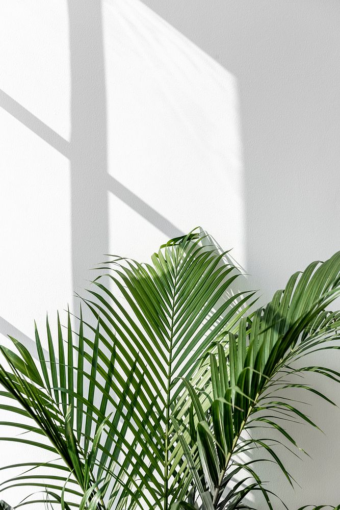 Fresh green areca palm leaf by a white wall