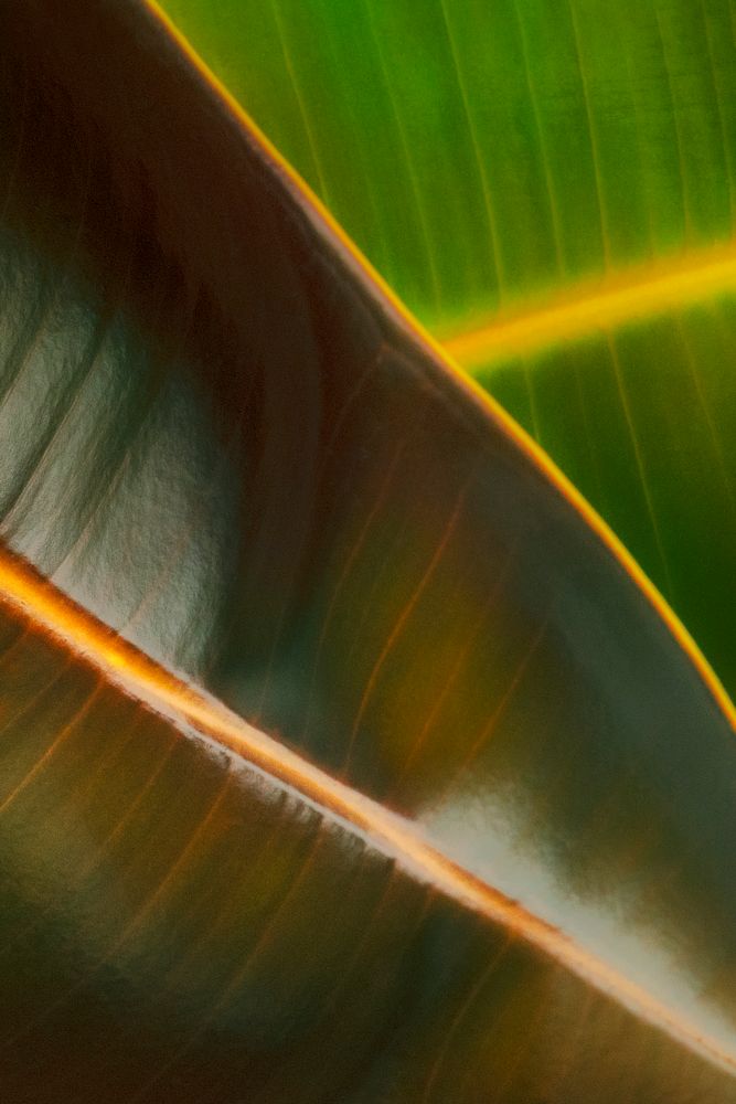 Closeup of a rubber plant leaf background