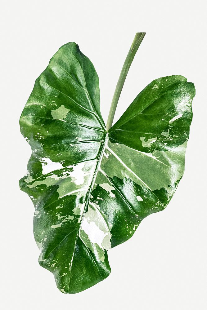 Heart shaped Alocasia leaf on white background mockup