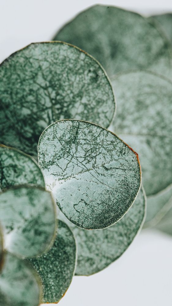 Eucalyptus round leaves mobile wallpaper