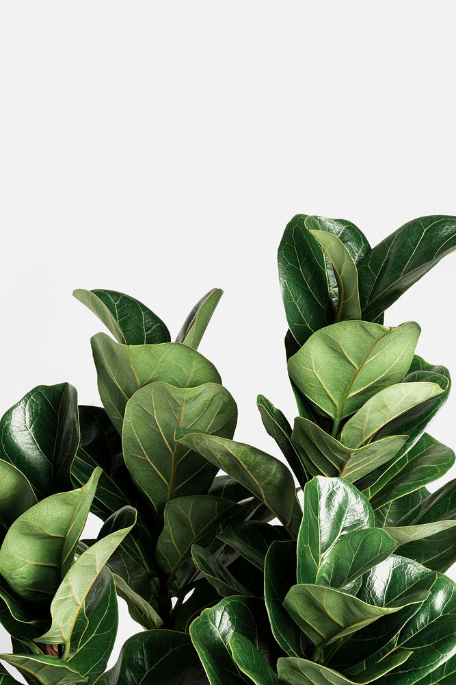 Fiddle-leaf fig plant on an off white background