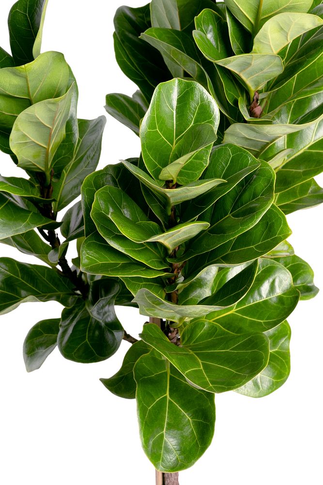 Close up of a Fiddle-leaf fig plant on white background