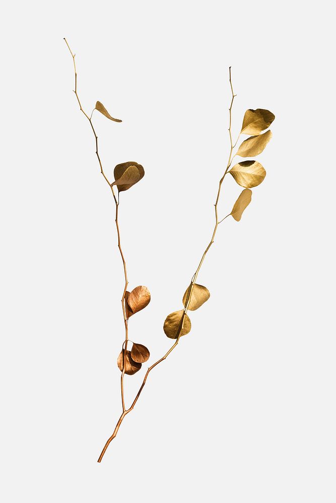 Eucalyptus round leaves painted in gold mockup on an off white background
