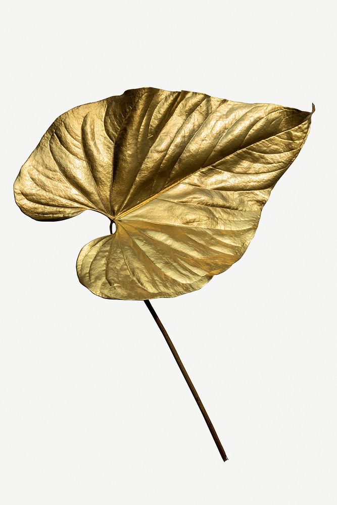 Golden spray paint on Alocasia leaf mockup