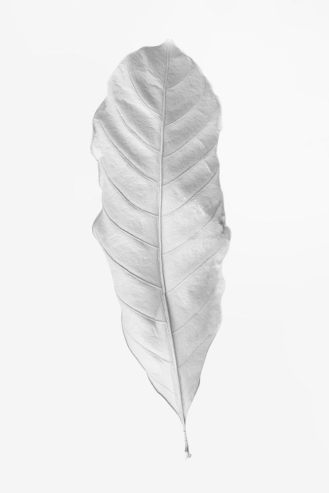 Leaf painted in white on an off white background
