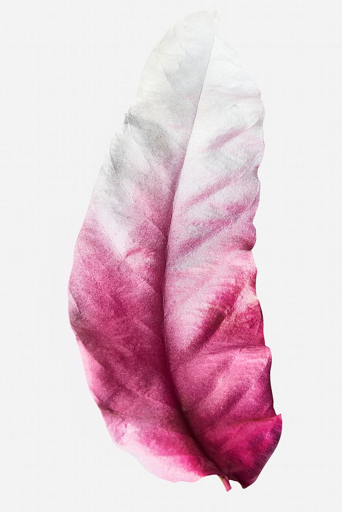 Leaf painted in magenta and white on an off white background