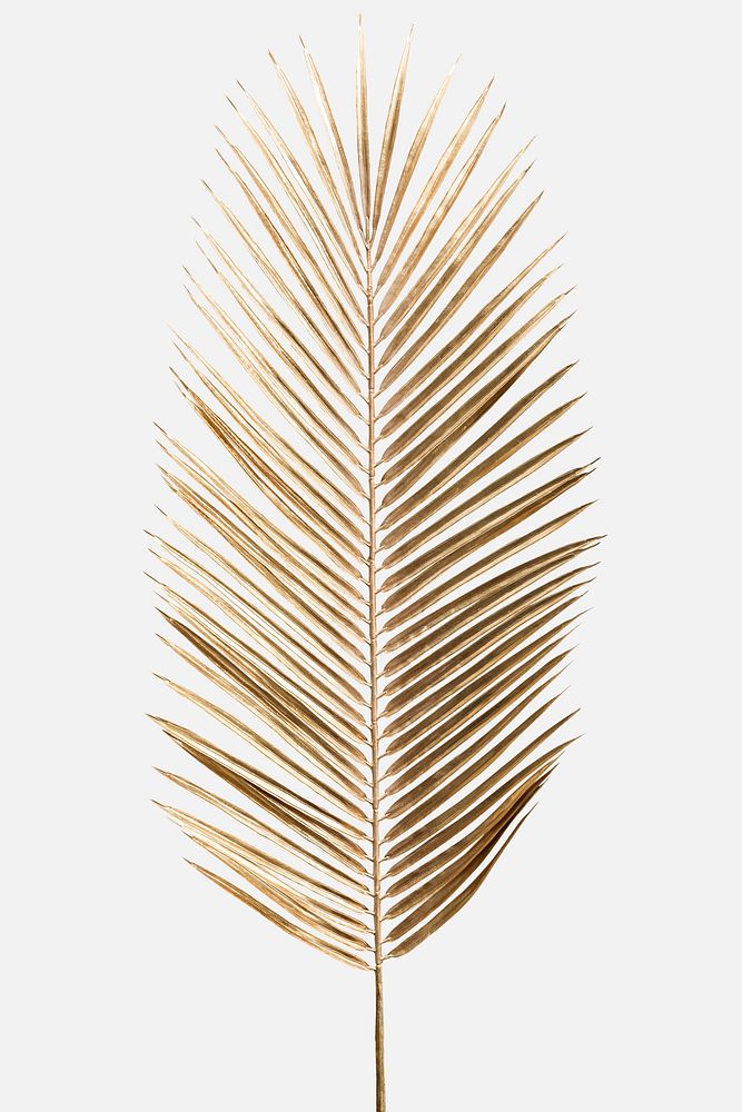 Areca palm leaf painted in gold on an off white background