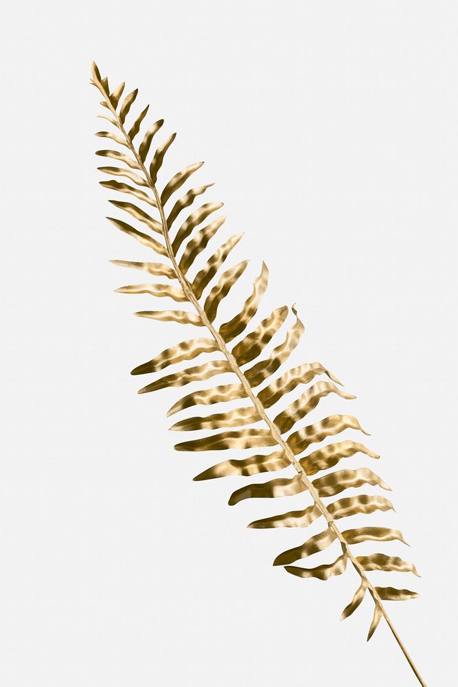 Golden leatherleaf fern plant on an off white background