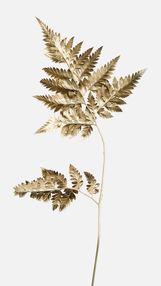 Golden leatherleaf fern plant mockup  on an off white background