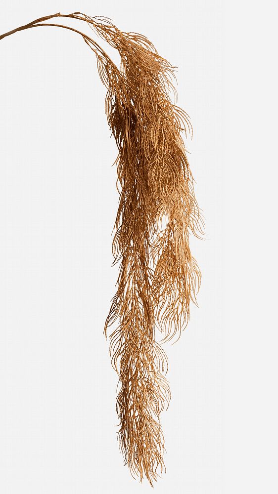 Dried plant branch on an off white background