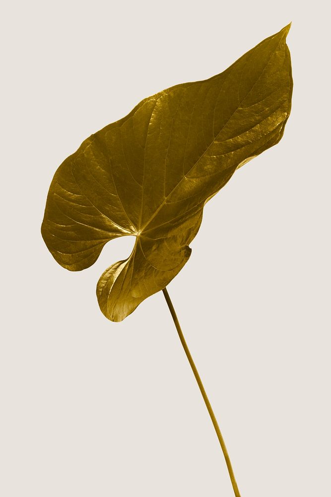 Heart shaped gold Alocasia leaf mockup