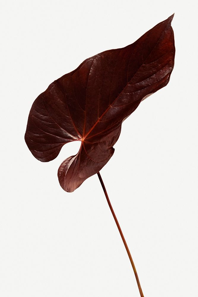 Tropical dark brown Alocasia leaf mockup