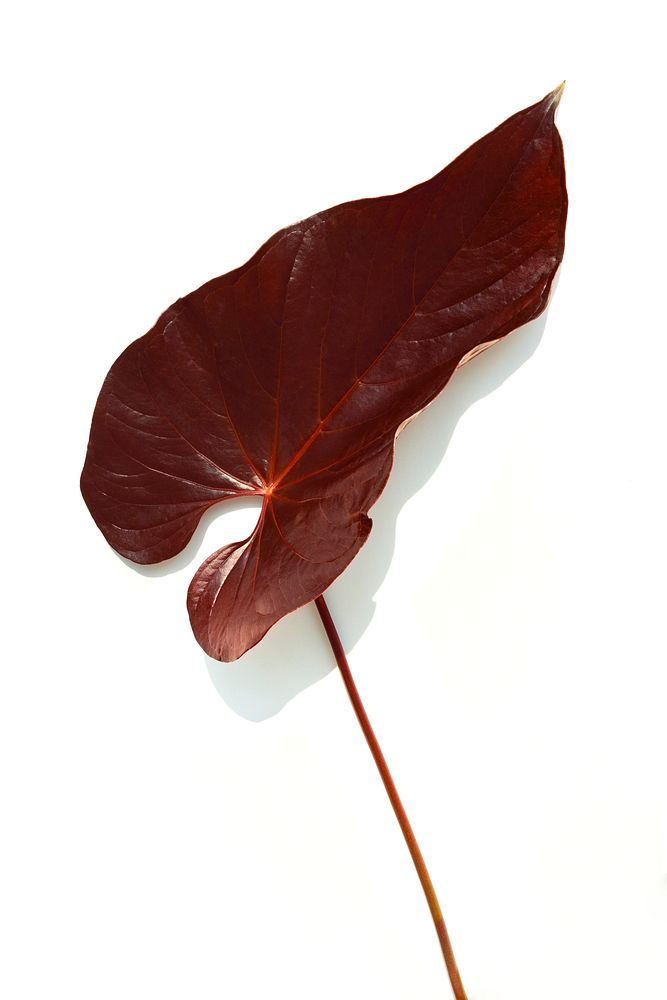 Tropical dark brown Alocasia leaf