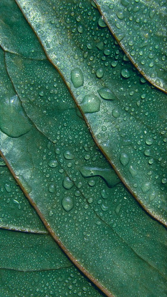 Green leaf textured background with droplets of water