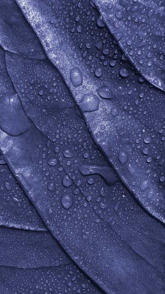 Indigo leaf textured background with droplets of water