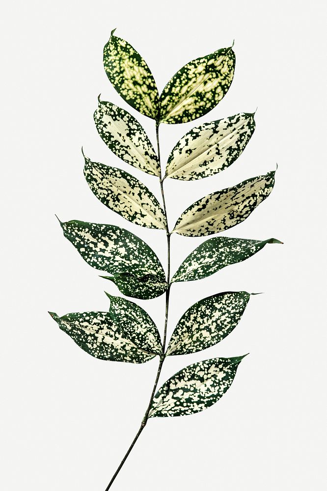 Branch of gold dust croton leaves on white background