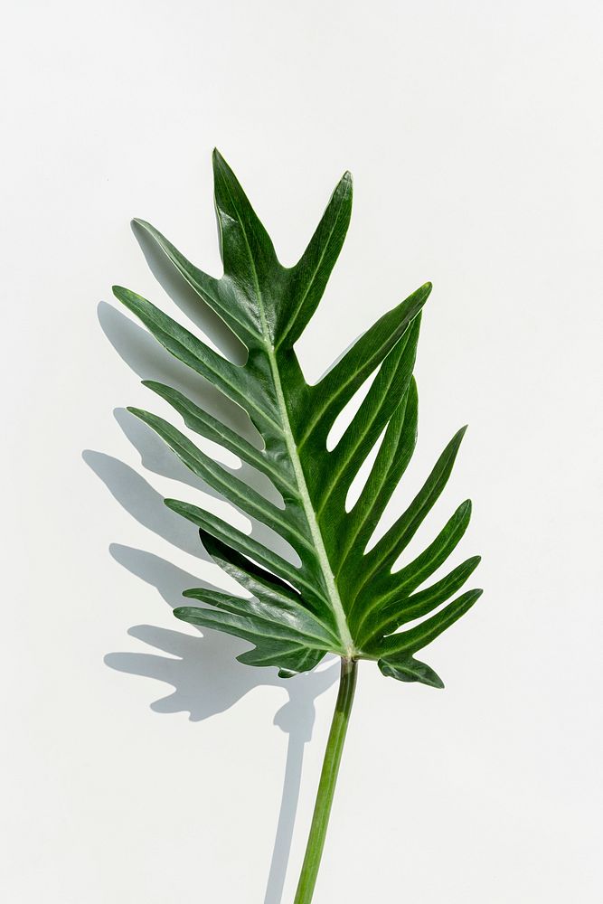 Closeup to fresh green Philodendron Xanadu leaf