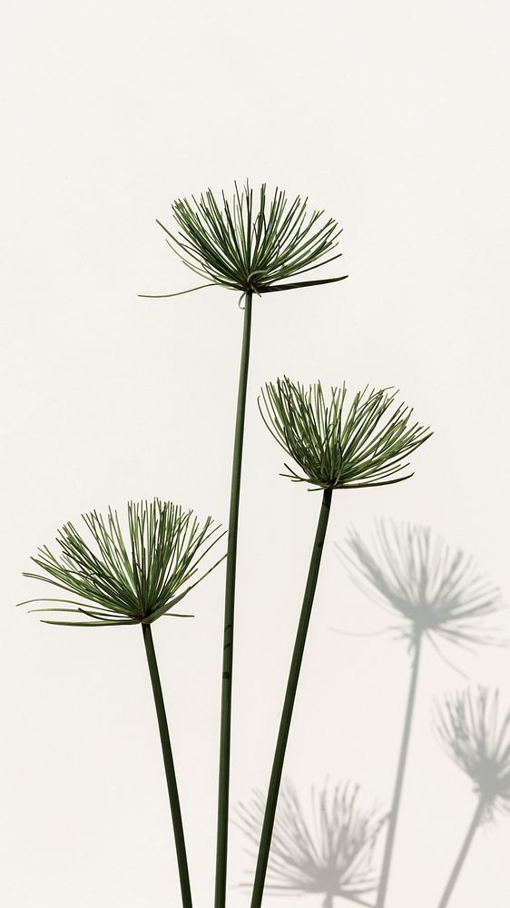 Minimal iPhone wallpaper, papyrus plant on an off white background