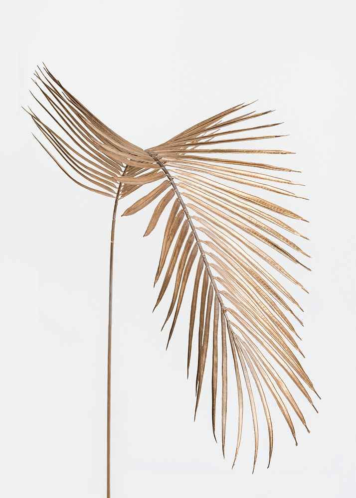 Areca palm leaf painted in gold on an off white background