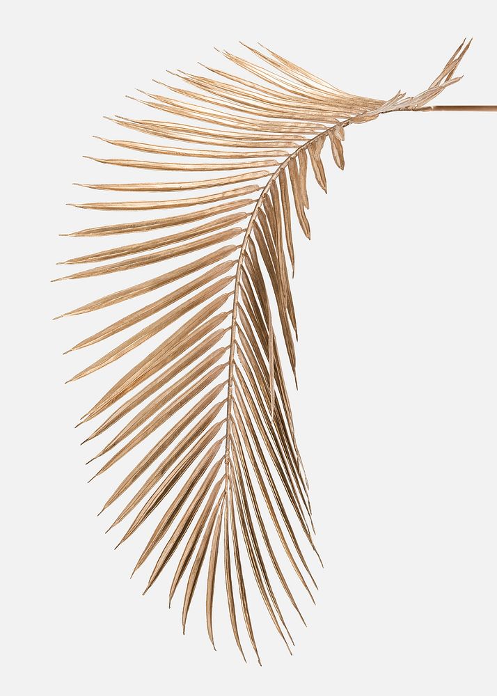 Areca palm leaf painted in gold on an off white background