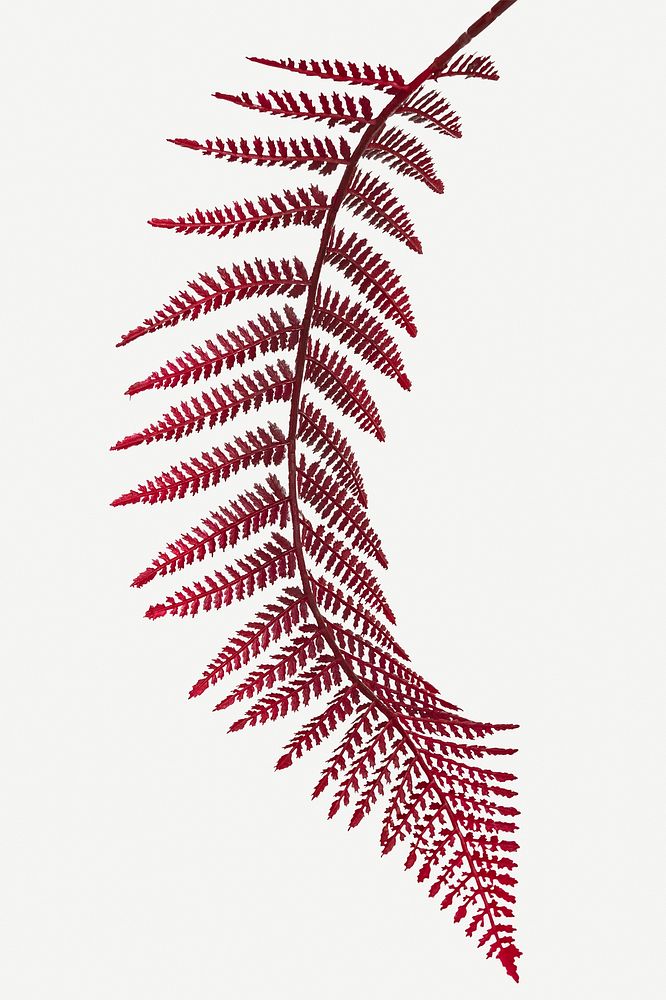 Red colored leatherleaf fern mockup