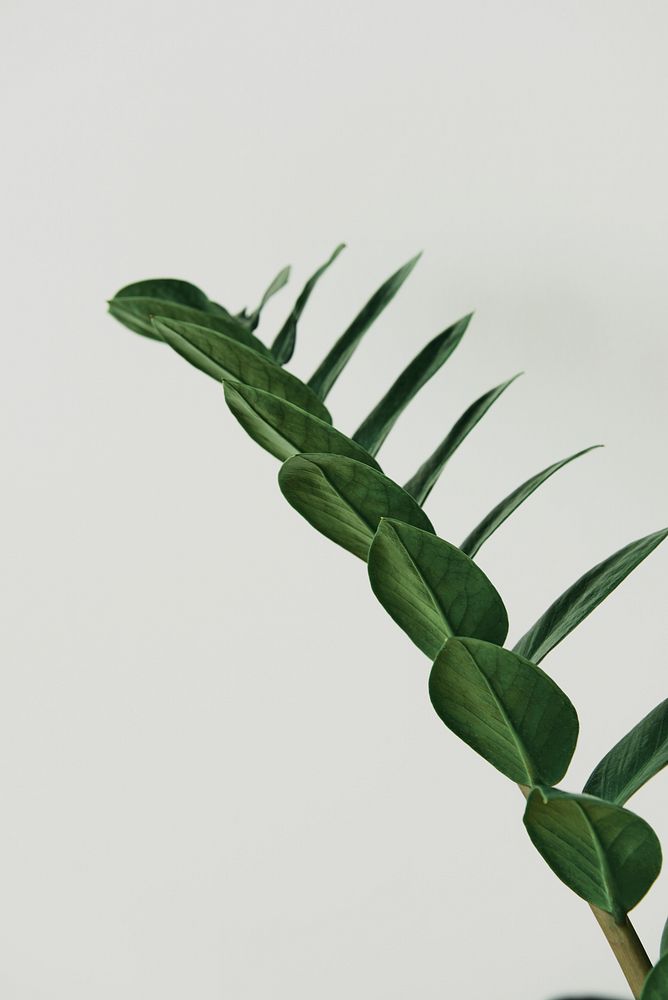 ZZ plant on gray background