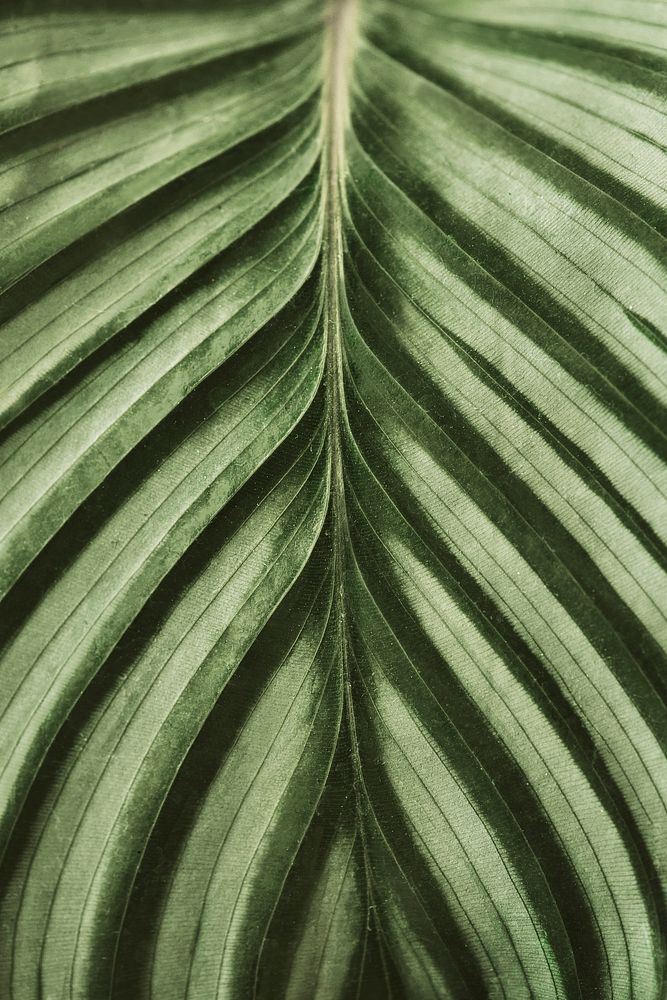 Calathea leaf background close up